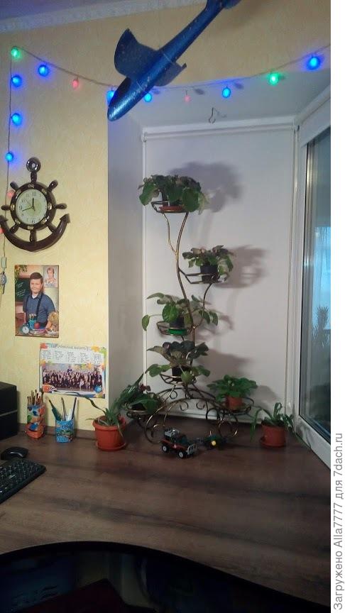 фиалки