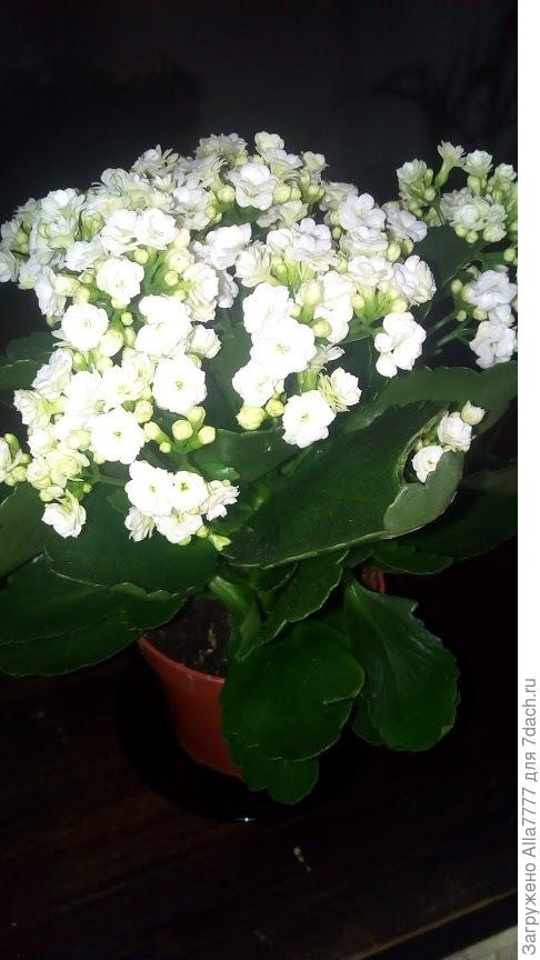 каланхое