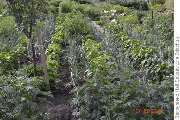 перец в луке.