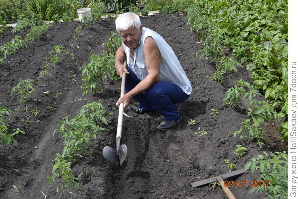 Помидоры на открытом грунте,поливаю по бороздкам.