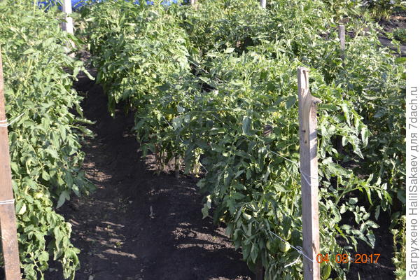 Вот так растёт высаженная рассада помидор.