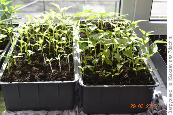 Рассада перца.