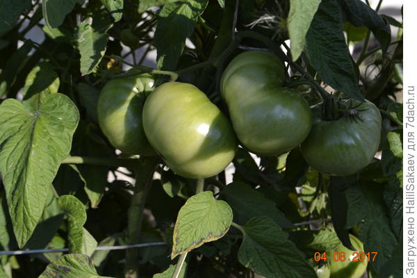 Плодоносят