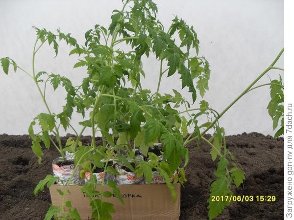 томаты перед высадкой