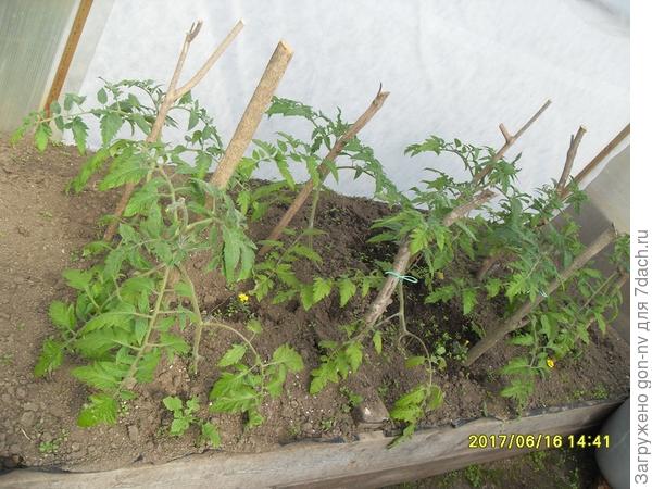 томат Обжорка