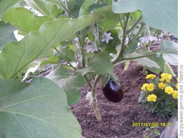 плоды активно созревают