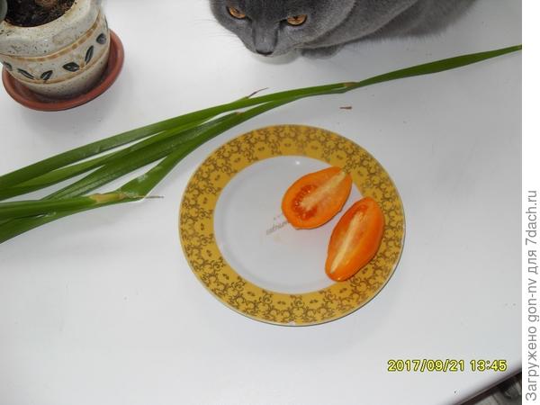 томат в разрезе