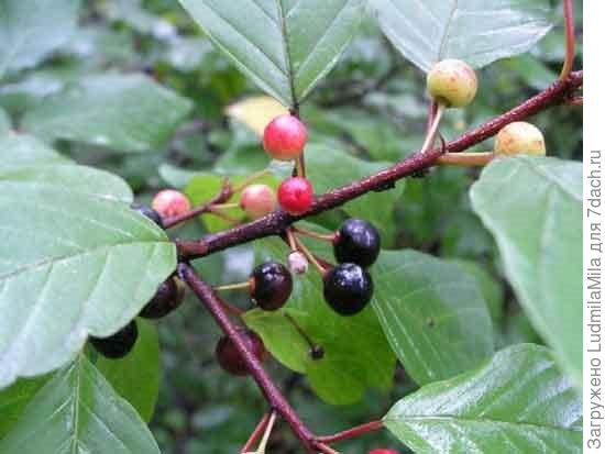 Видишь какие...