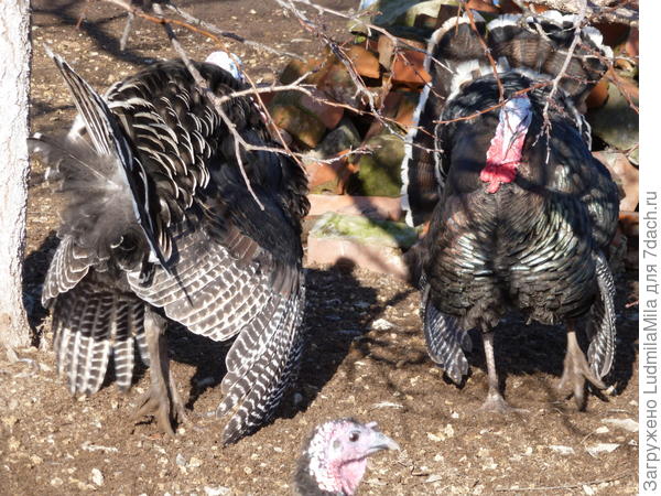 У твоих соседей