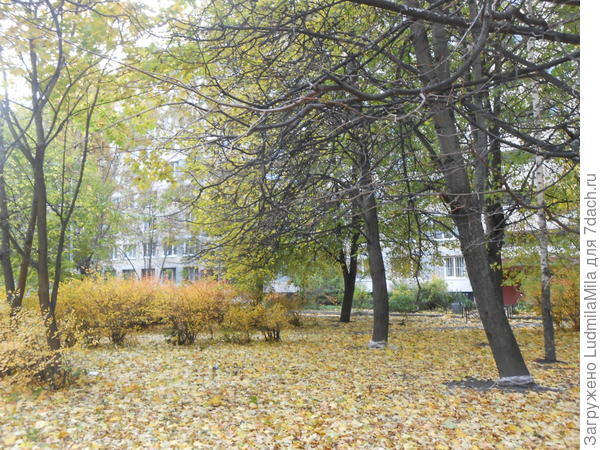 Желтые листики.