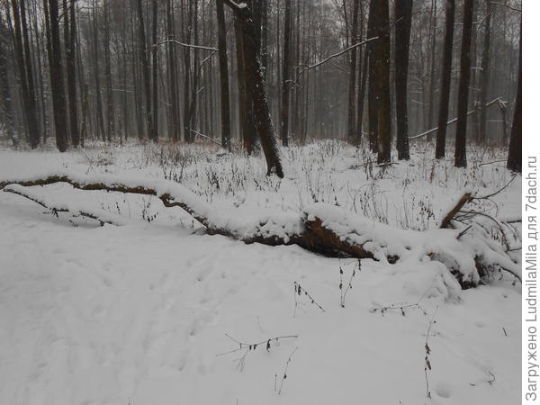 Парк сегодня.