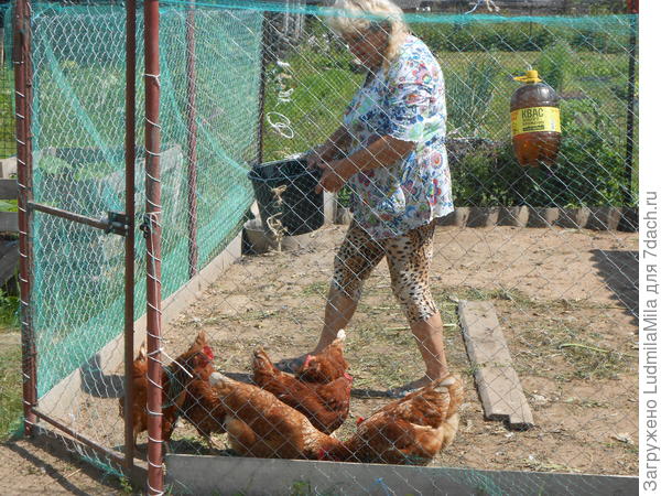 Вот такие ласковые курочки)))))