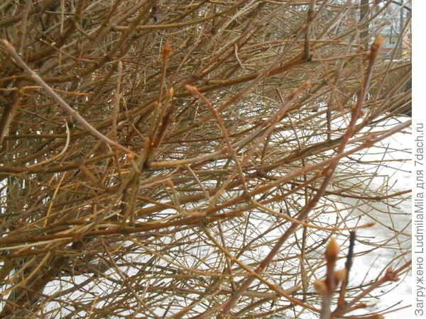 Набухшие почки.