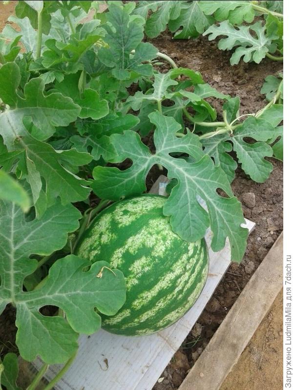 Красавец-арбуз.