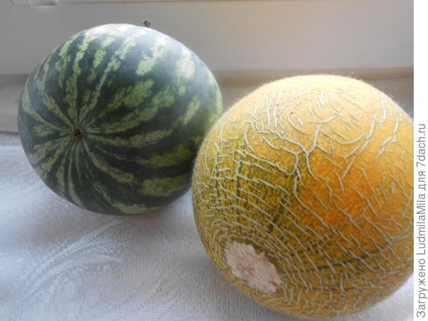 Небольшие,но сладкие-сладкие.