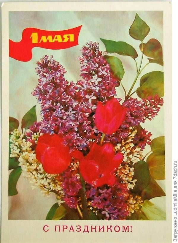 Вот с такими цветами встречают Первомай южане.