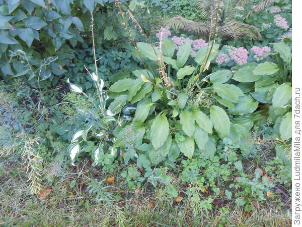 С другой стороны на клумбе(тоже октябрь).