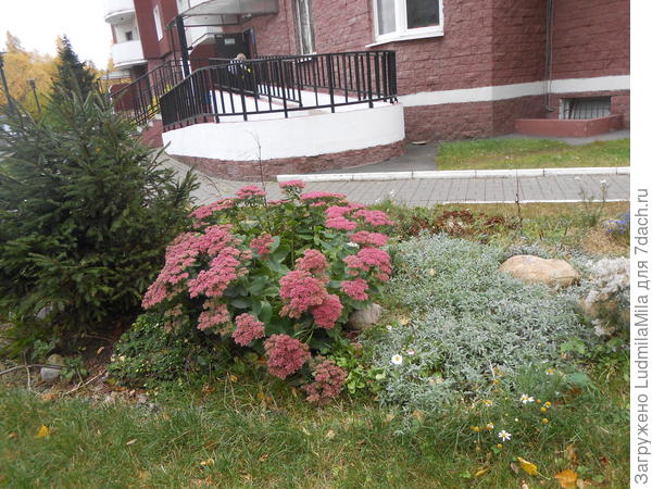 Клумба в октябре возле подъезда.
