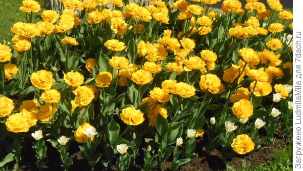 Солнечного настроения!!!!