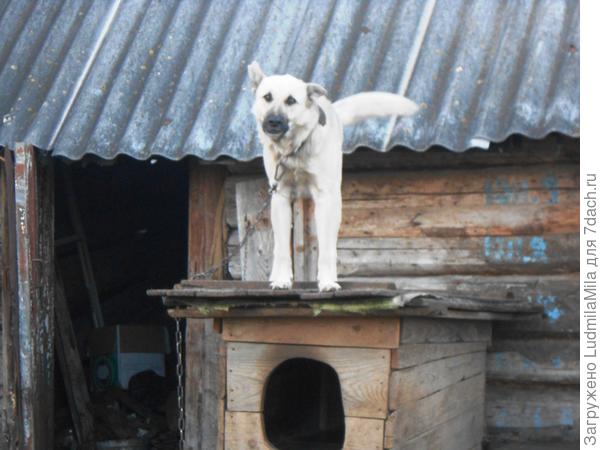 А что это за непрошеные гости на моей территории?!