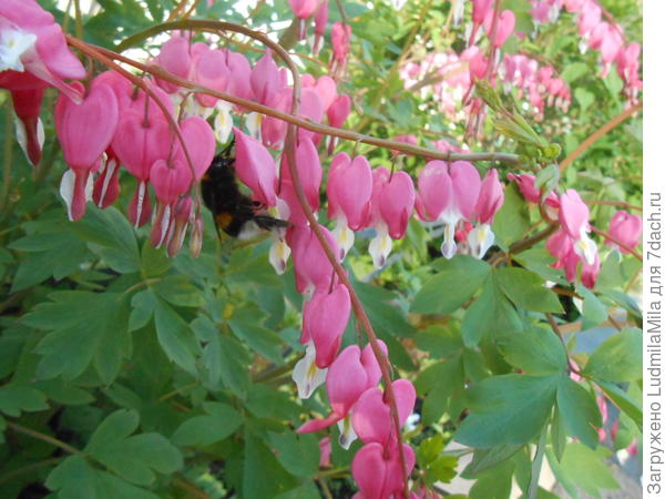 Мои сердечные поздравления!!!!!!