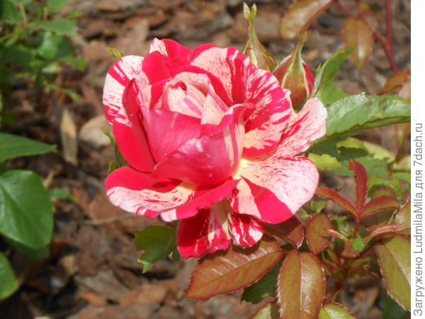 Вместо черных и белых полос-яркие и в крапинку)))).