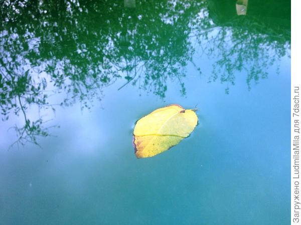 Перед заморозками.