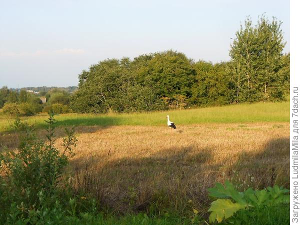 В полях под Псковом)))))