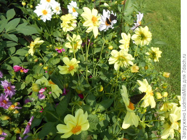 Видна клумба тут немножко