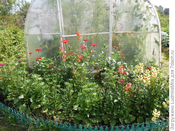И теплица заодно))))