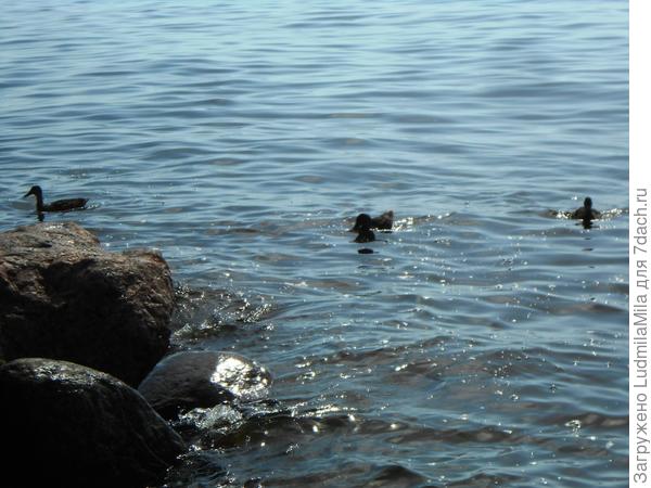 Утки,плавающие среди отдыхающих