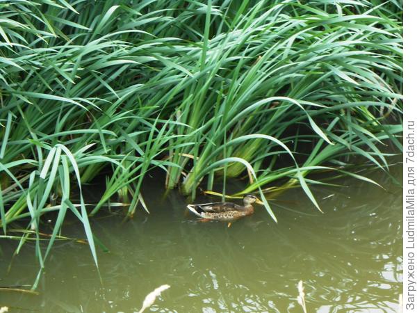 Спряталась))))от дождя