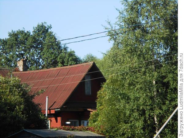Зеленые березы и красные листья дикого винограда