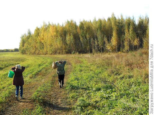 За грибами - широким шагом За грибами - широким шагом