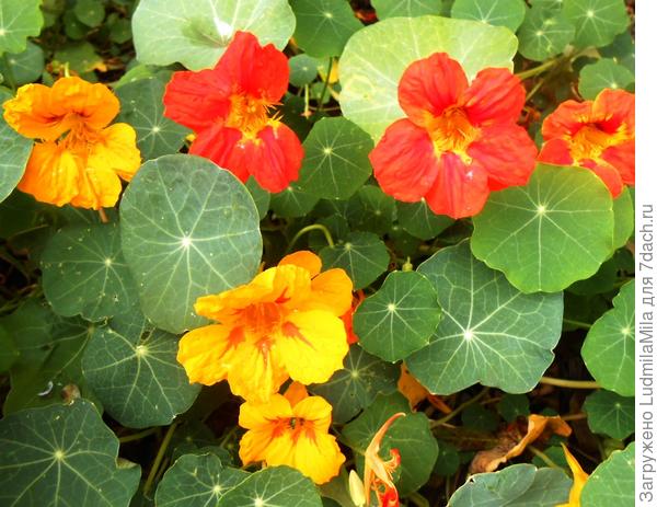 Солнечного настроения!