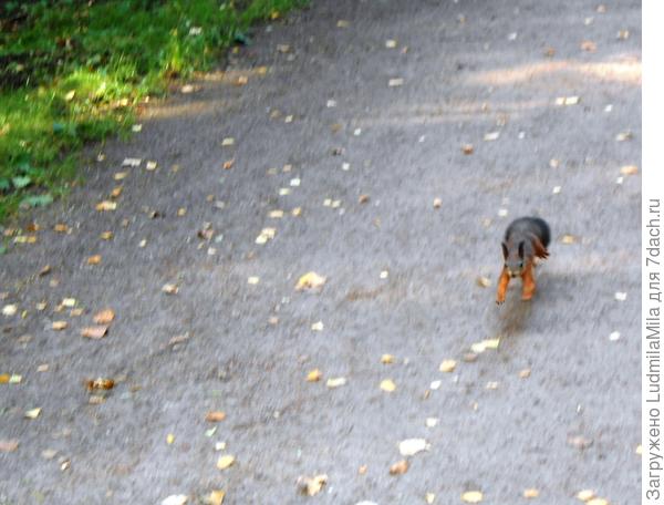 Мчится за угощением