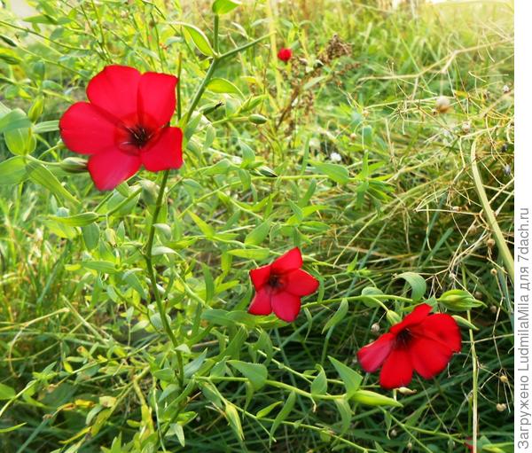 Осенний сюрприз в подарок