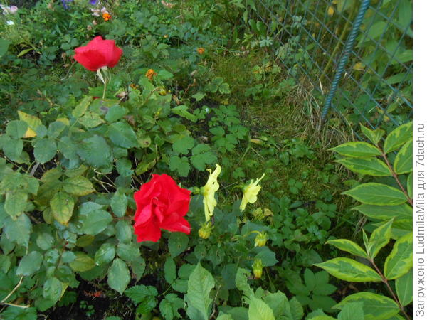 8 часов утра.Клумба возле подъезда