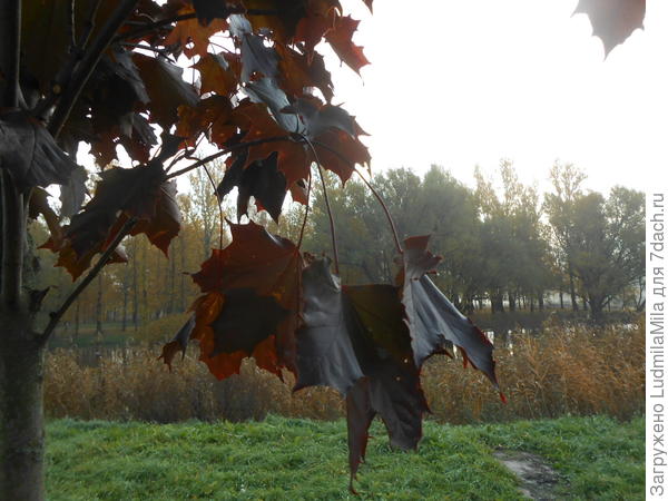 Октябрь.Пасмурно