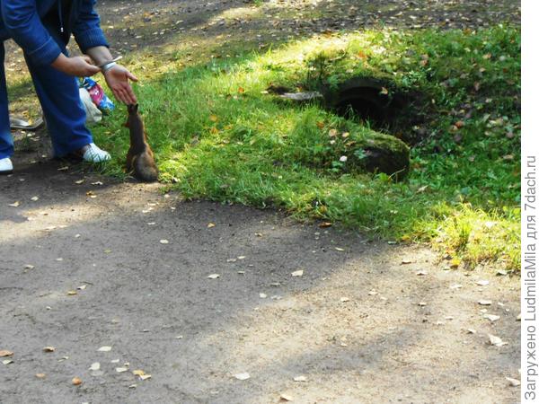 Мелкие попрошайки))))