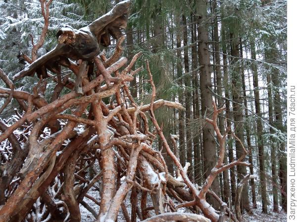 Птица на вершине горы...В гора просто из бурелома