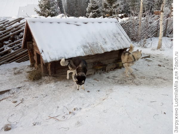 Самый непоседливый.Зовут Клоуном))))