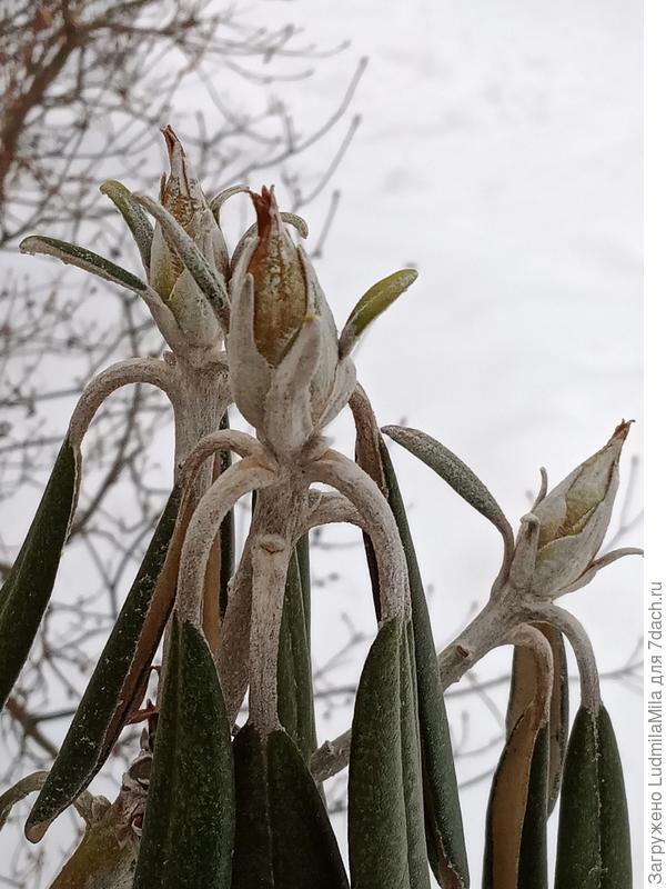Растения не сдаются!!!