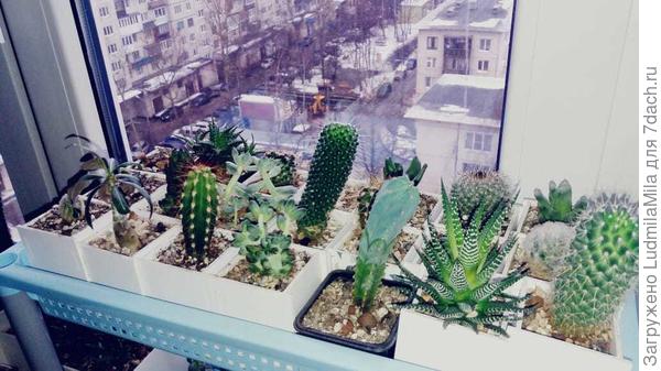 Кактусы
