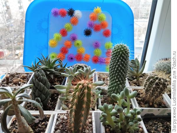 7 Дач в квартире на окошке....