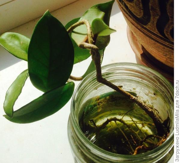 Отростки уже с корнями.