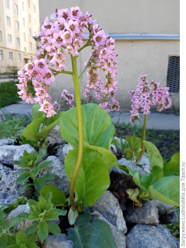 Альпийская горка