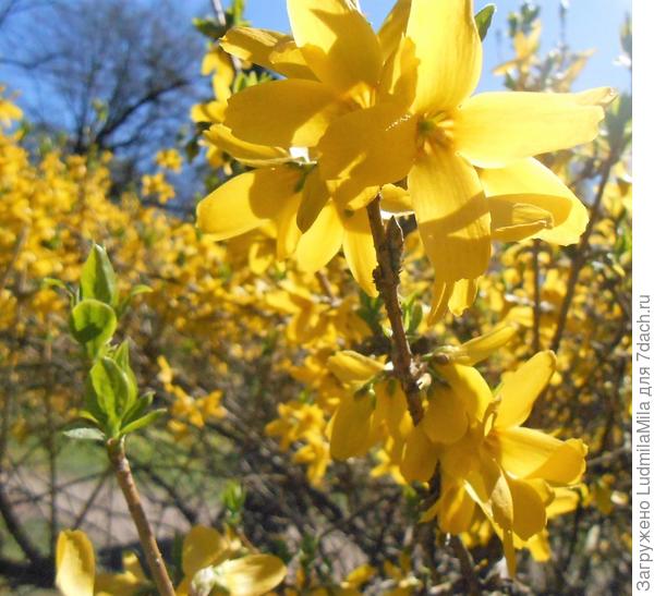 Солнечного настроения!!!!