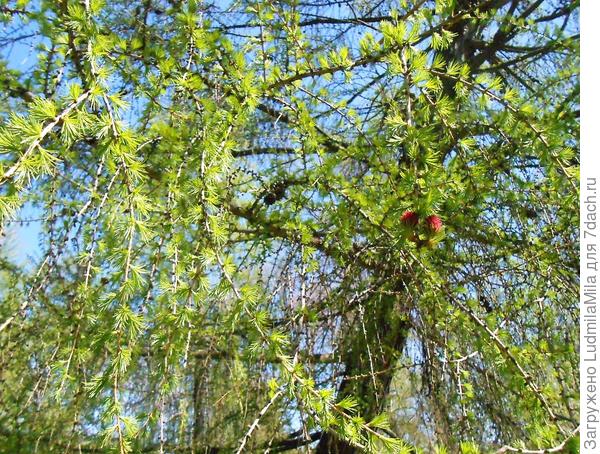 Совсем чуть-чуть...но красивооооо