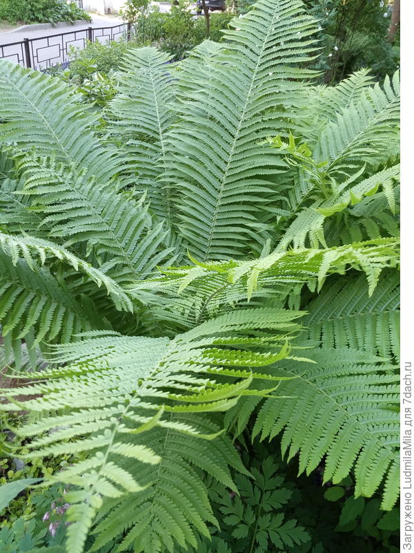 Везде гигантские папоротники
